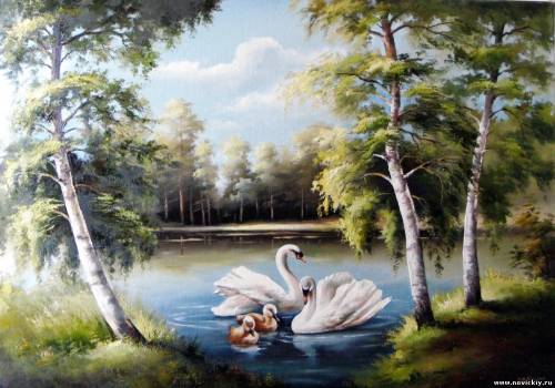 Лебеди на пруду со своими детьми